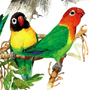 Parrots IV