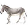 Equus Asinus Somaliensis