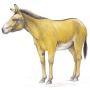 Equus Hemionus Kulan