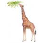 Giraffa Camelopardalis Reticulata