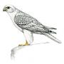 Falco Rusticolus