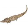 Crocodylus Acutus