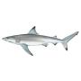 Carcharhinus Leucas
