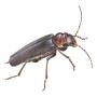Cantharis Fusca