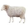 Sumava Sheep