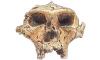 Austracopithecus Skelet